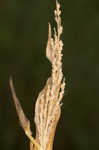 Browntop millet